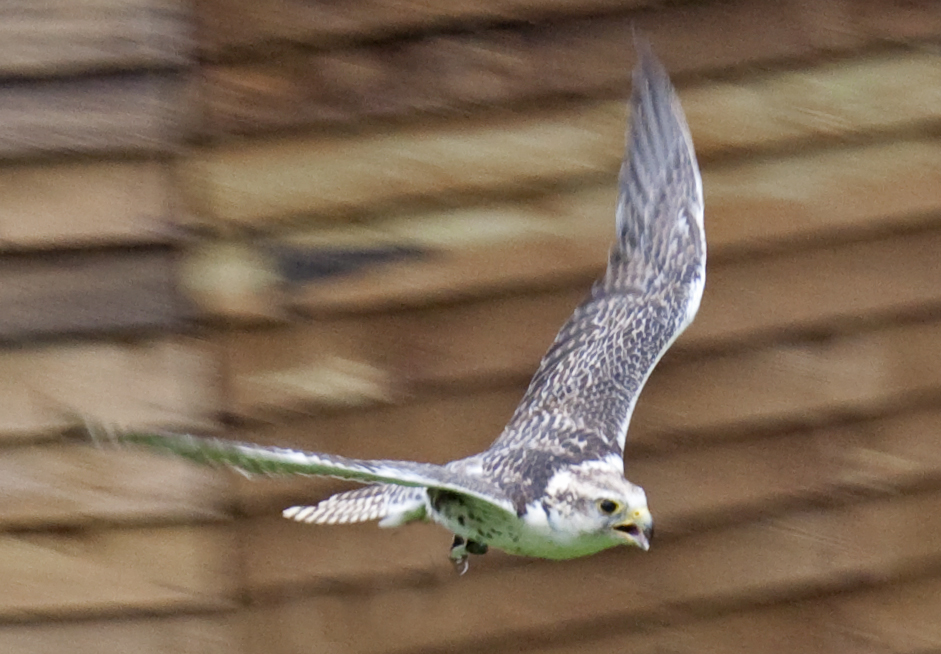 a large bird flying over the top of a wooden building