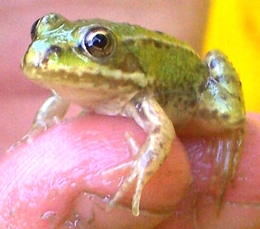 the little frog is sitting on the thumb of someone's hand