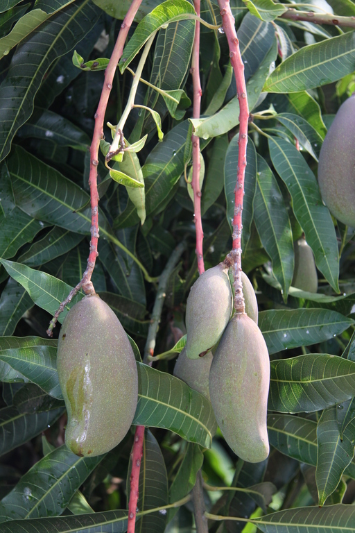 many fruit that is growing on the trees