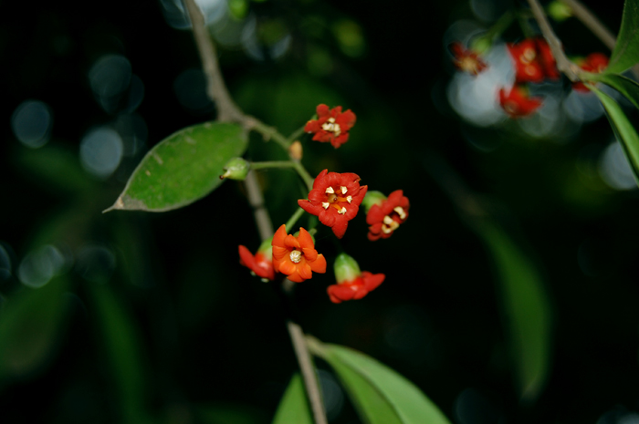 the red flowers are blooming in the bush
