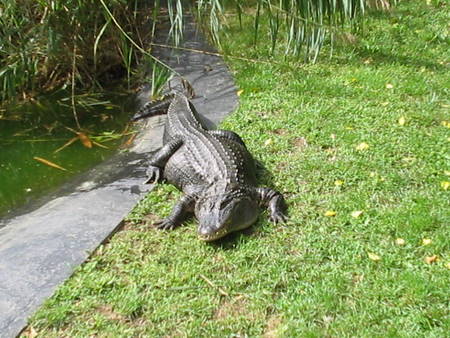 an alligator standing on grass near the water