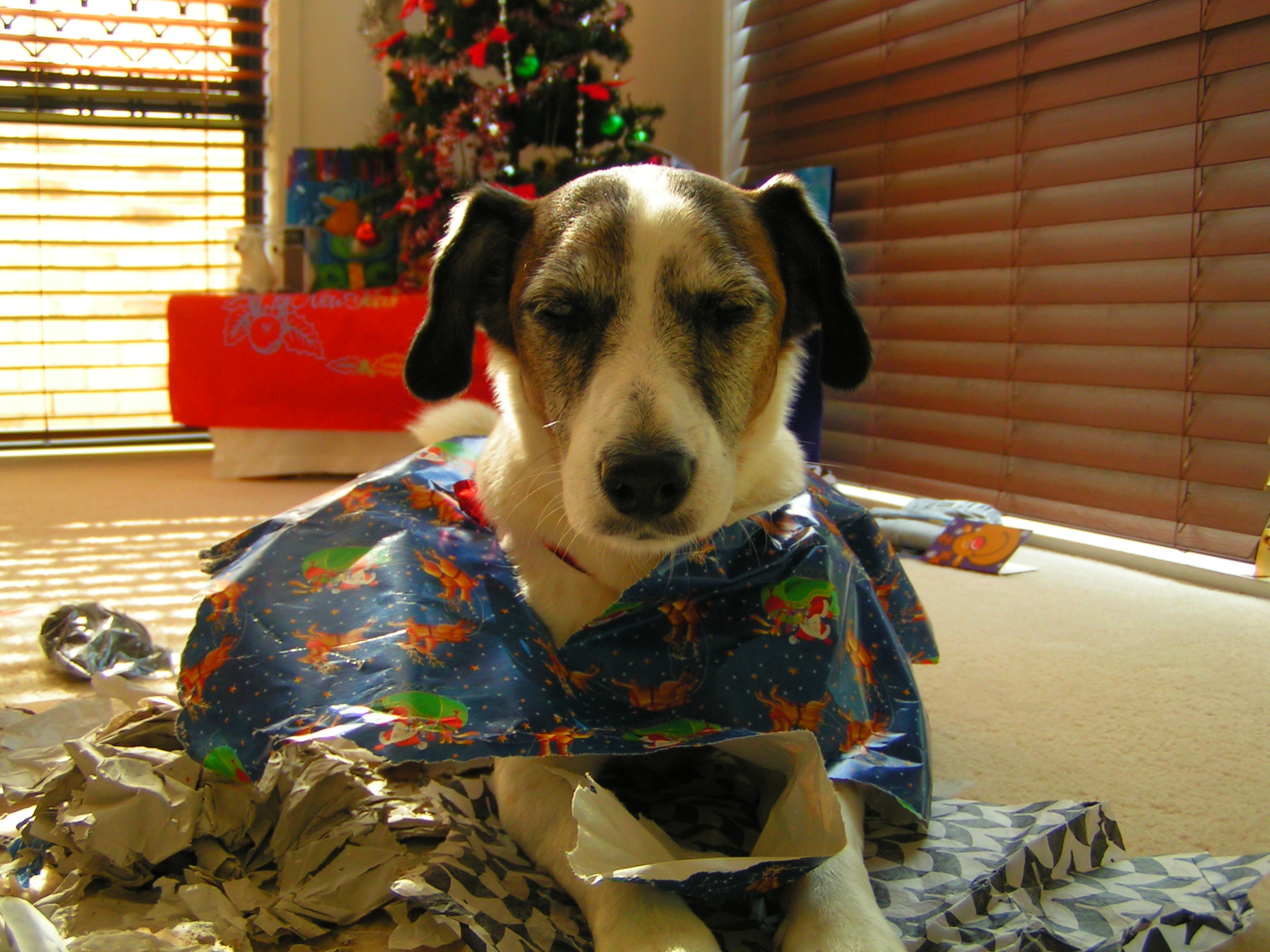 dog in shirt sitting on the floor near window with christmas presents