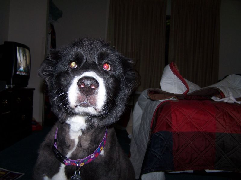 a dog with big yellow eyes stares at the camera