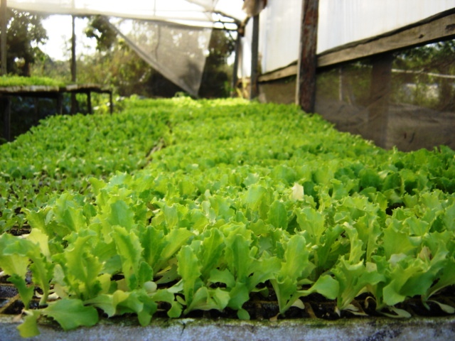 many plants are growing in a small area