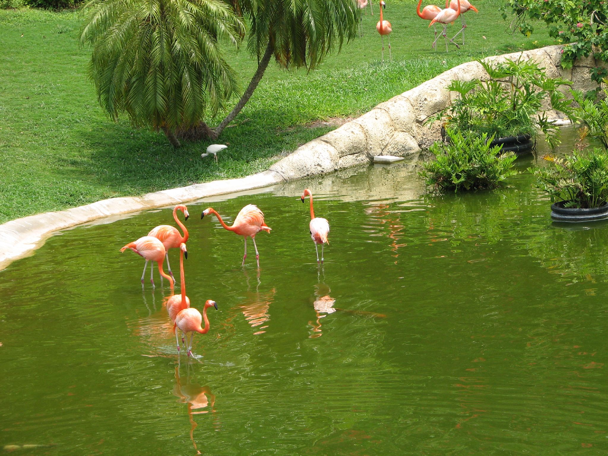 the four flamingos are standing in water looking at each other