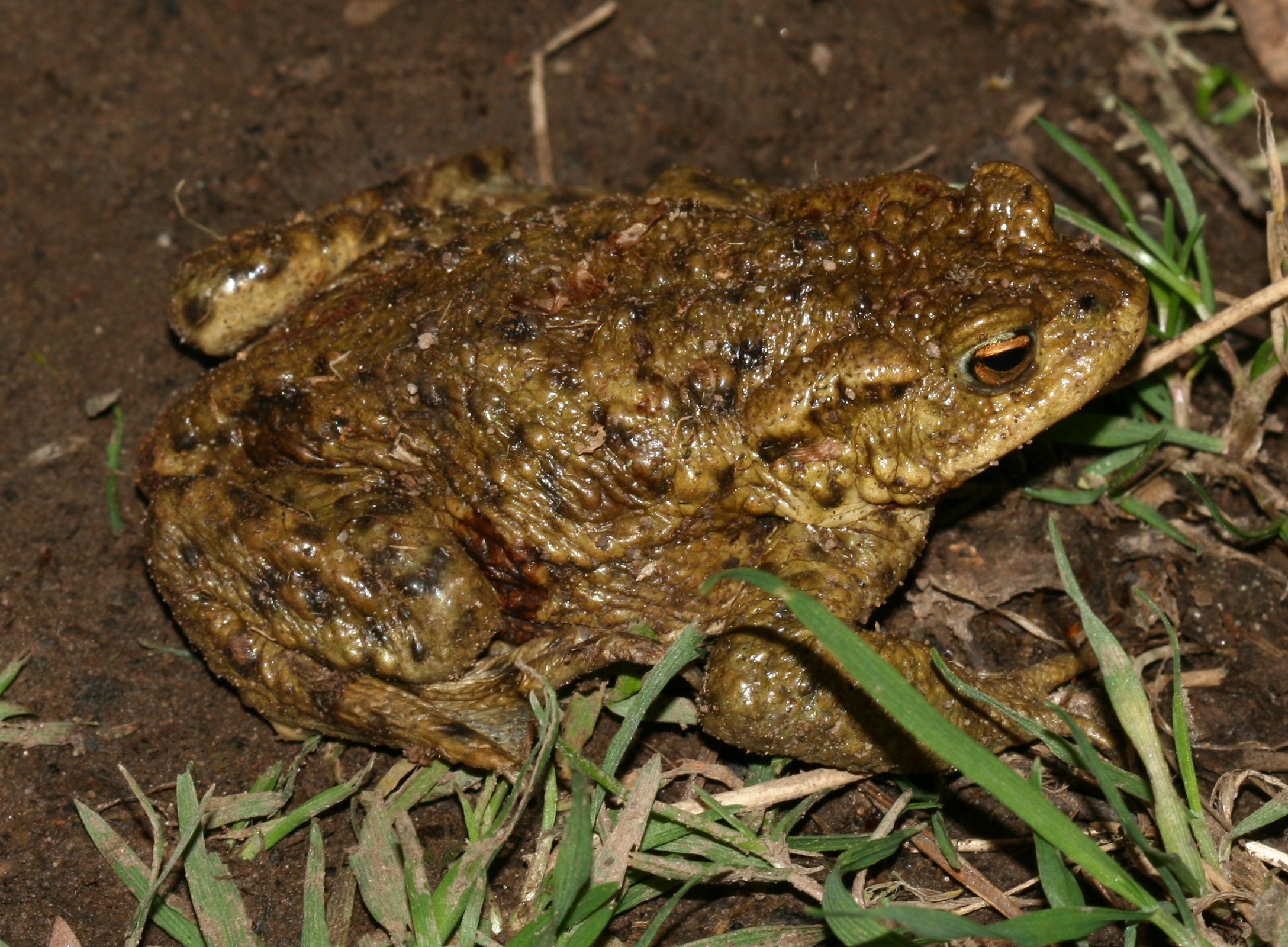 a frog sitting in the mud staring at the camera