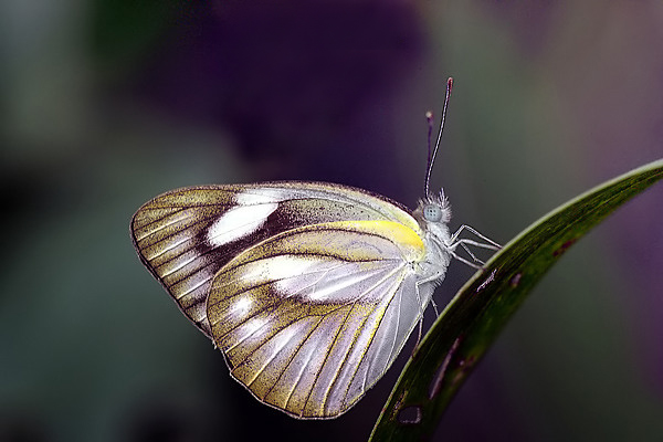 a erfly sitting on top of a leaf next to purple flowers