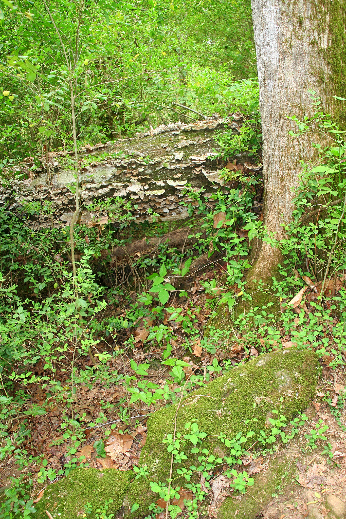 a picture of a green forest with lots of plants and a large tree