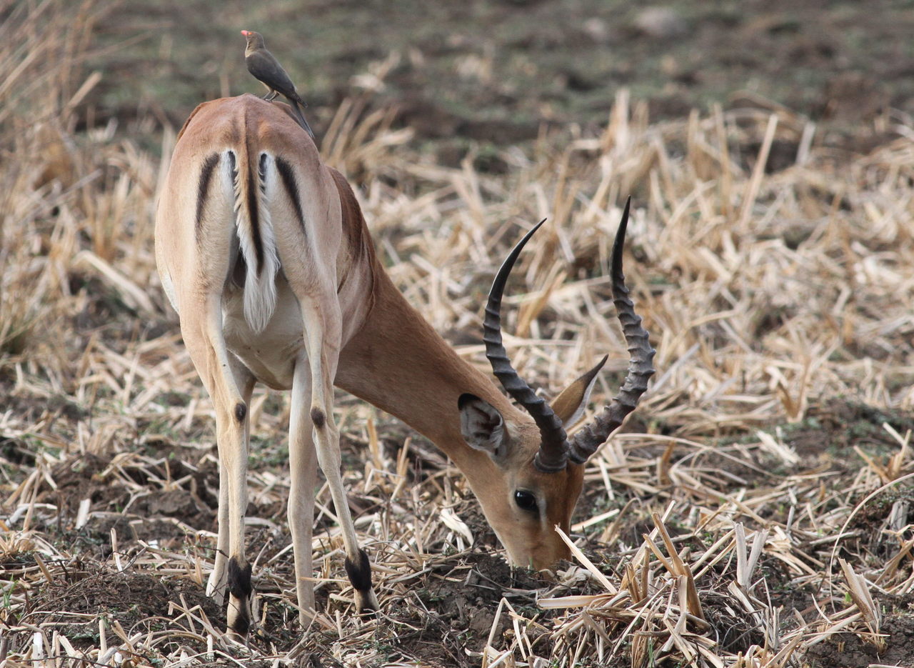 an antelope eating grass in a field of dead grass