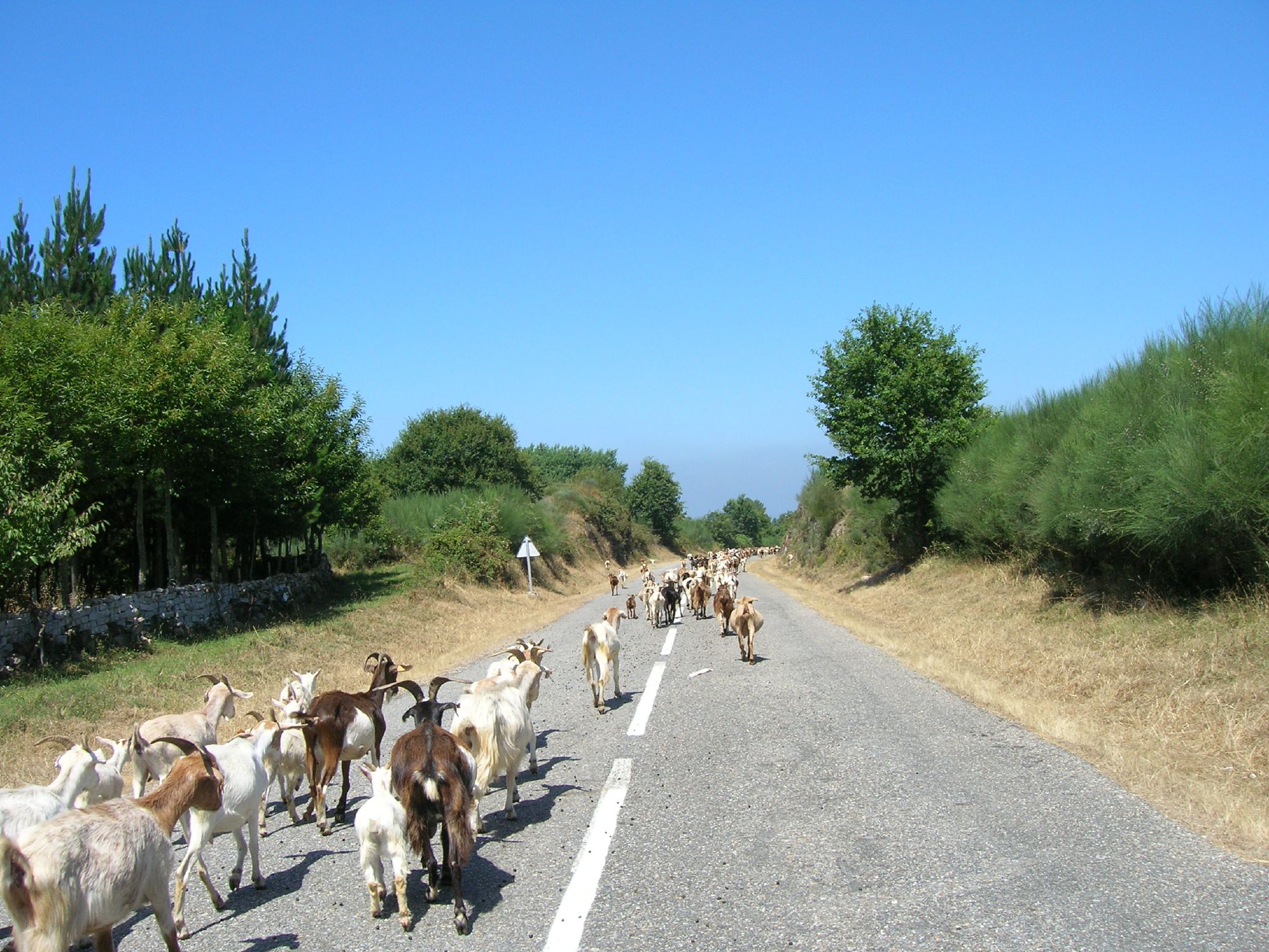 a herd of wild goats running down the road