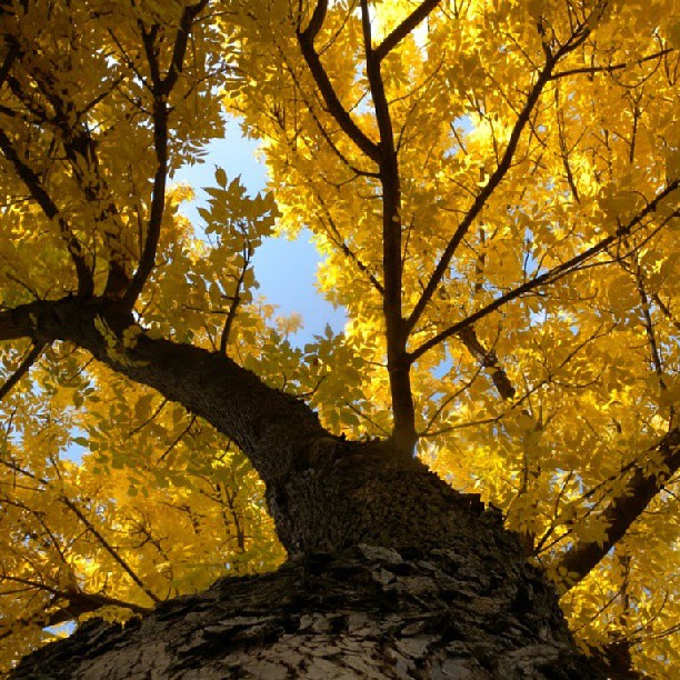 tree with yellow leaves and blue sky in background