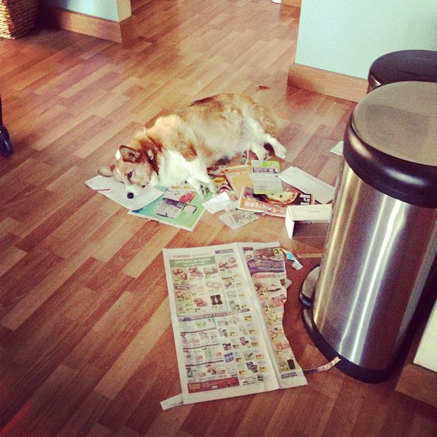 a cat laying on the ground with newspaper near it