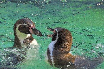 a penguin kissing another penguin in the water