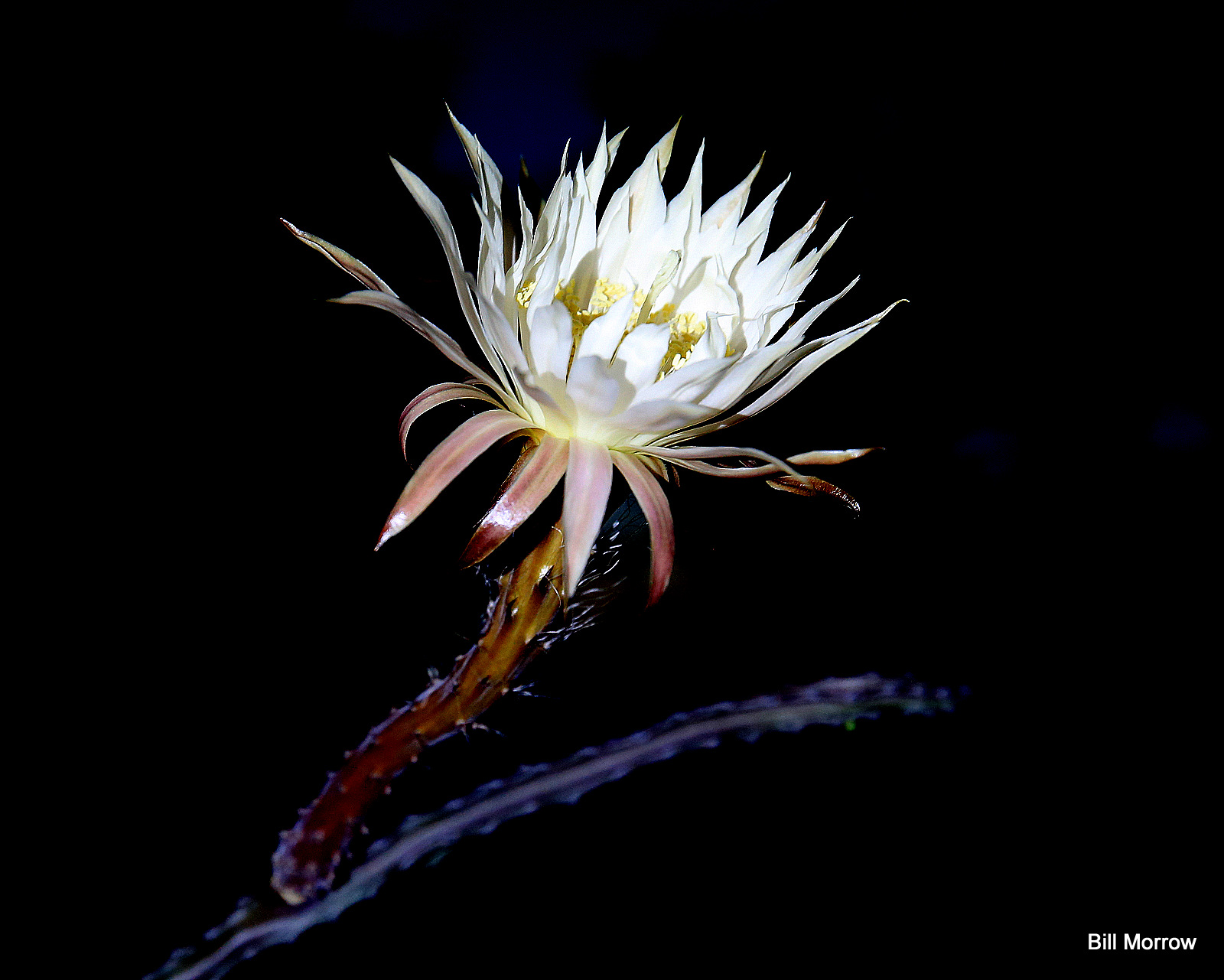 a large white flower on the side of a wooden nch