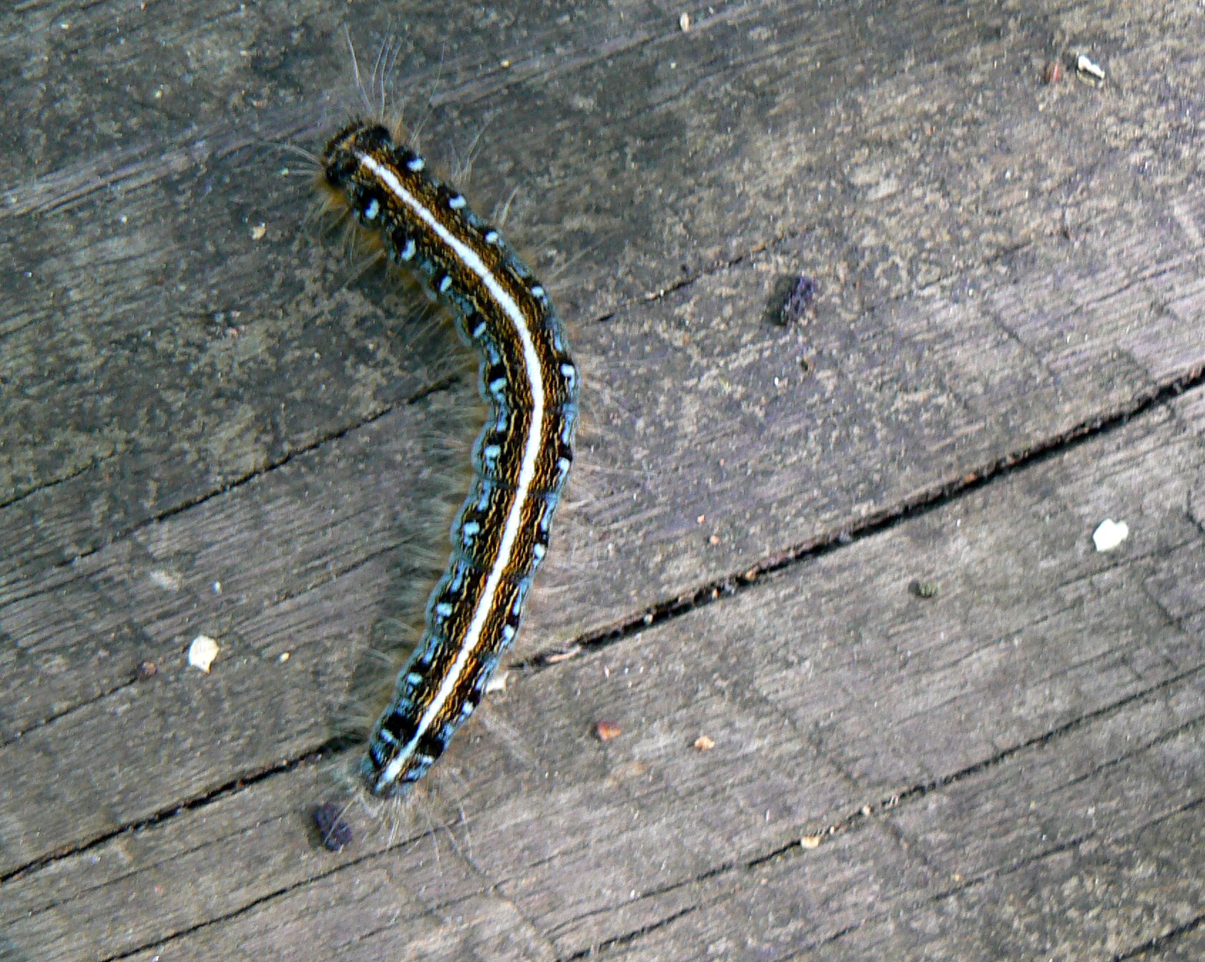 a caterpillar walking along a wooden plank floor