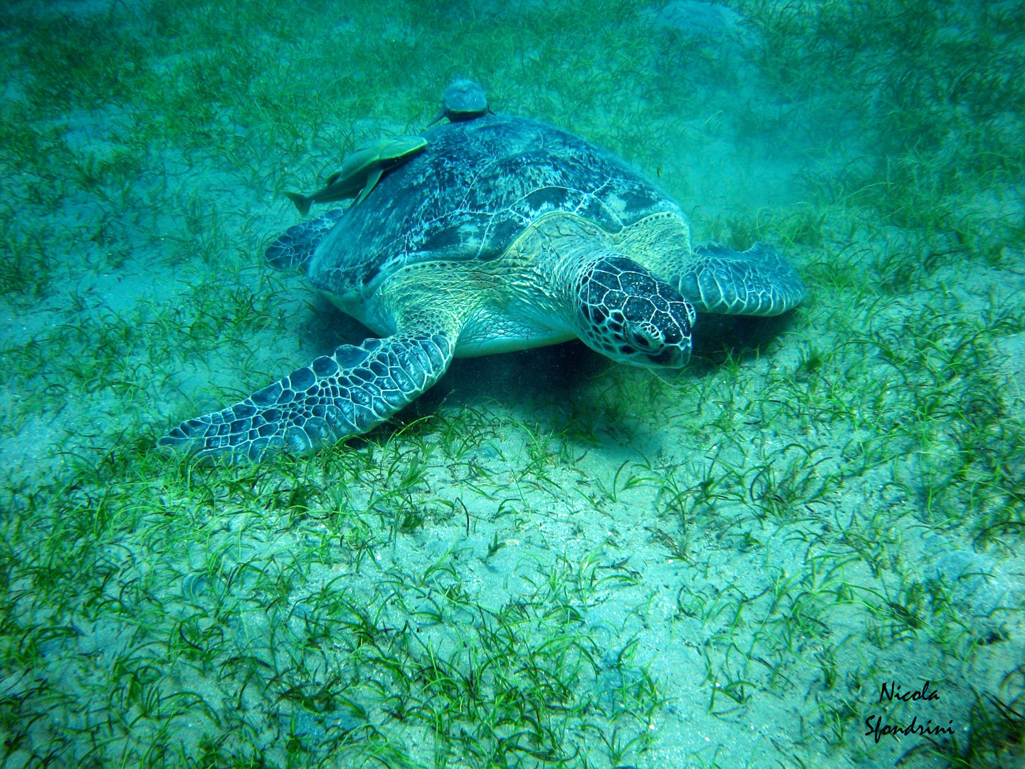 a green turtle that is swimming in the water