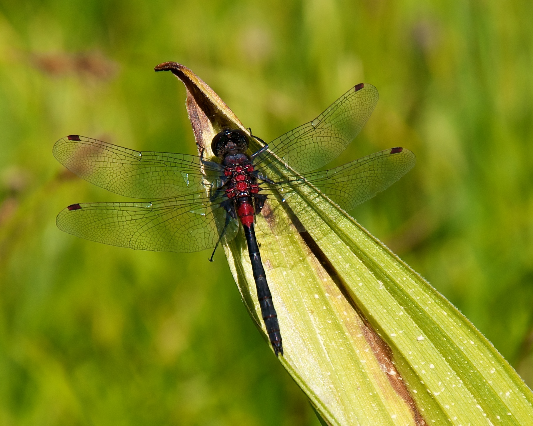 a dragon flys over a plant in a field