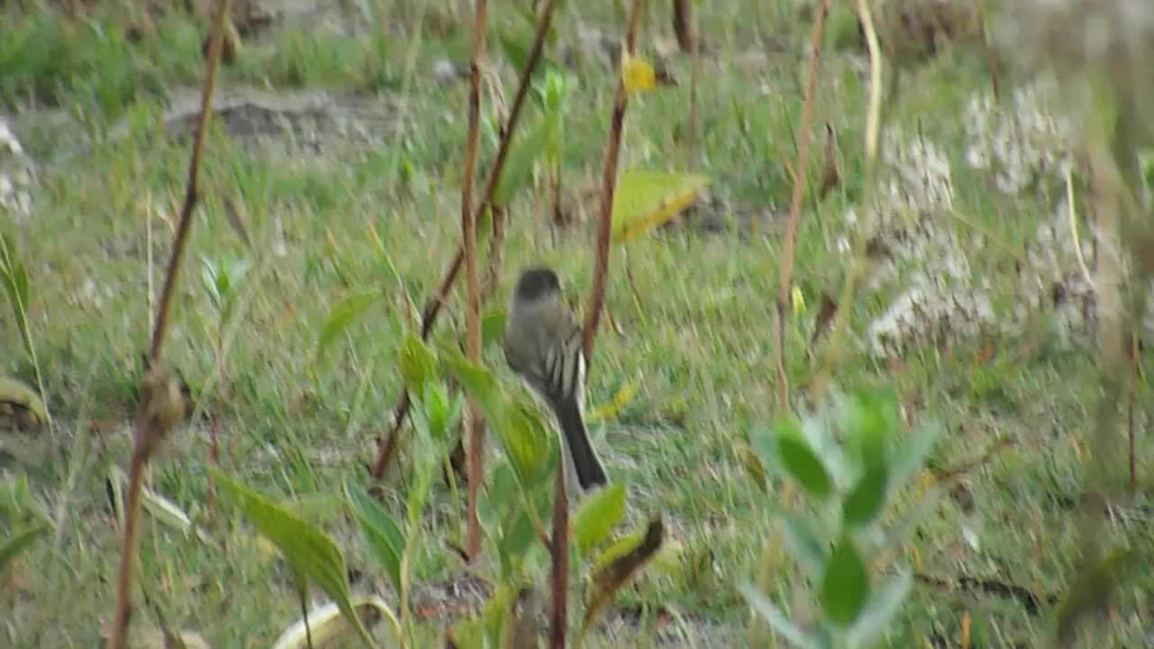 a small bird standing next to plants in a grass field