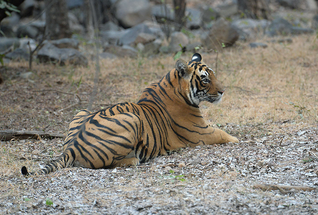 a tiger sits on the ground in the wilderness