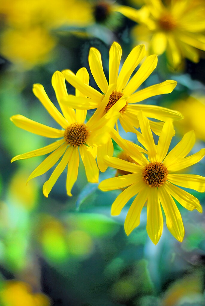 a close up image of yellow flowers on the ground