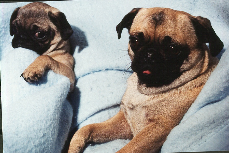two pug dogs lay on a blanket one is looking off to the side