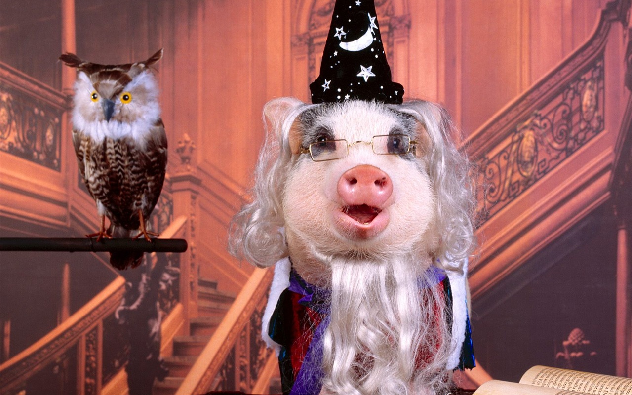 a pig wearing a witches hat and a wizard's hat with glasses