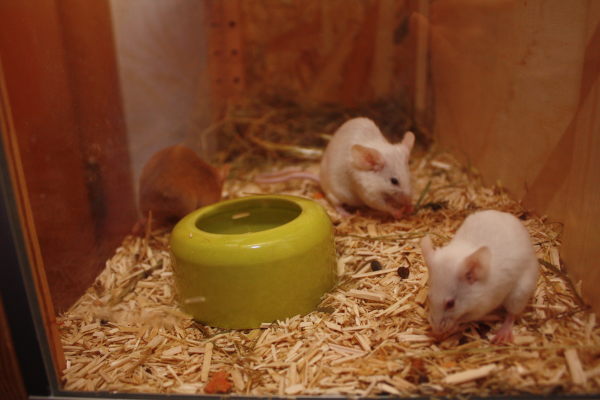 two white mice eating from a bowl inside