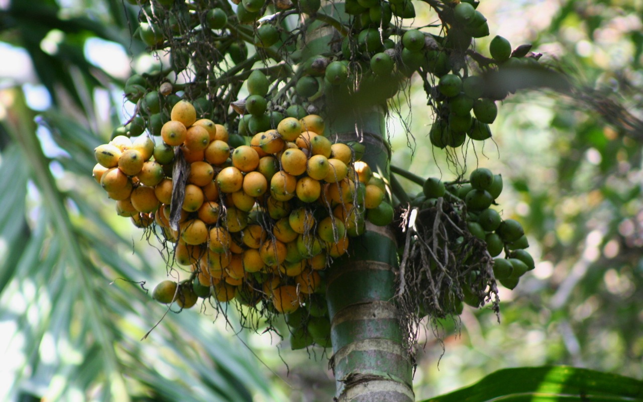 fruit is growing on the nches of palm trees