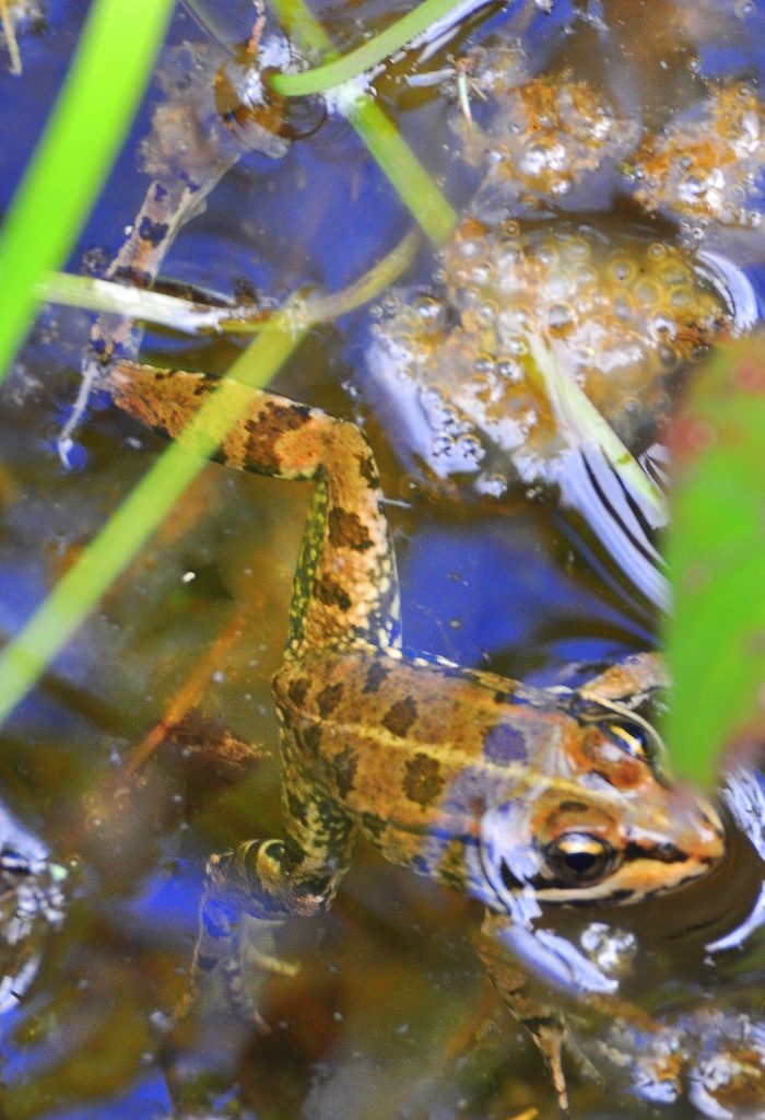 an orange frog in water surrounded by some green plants