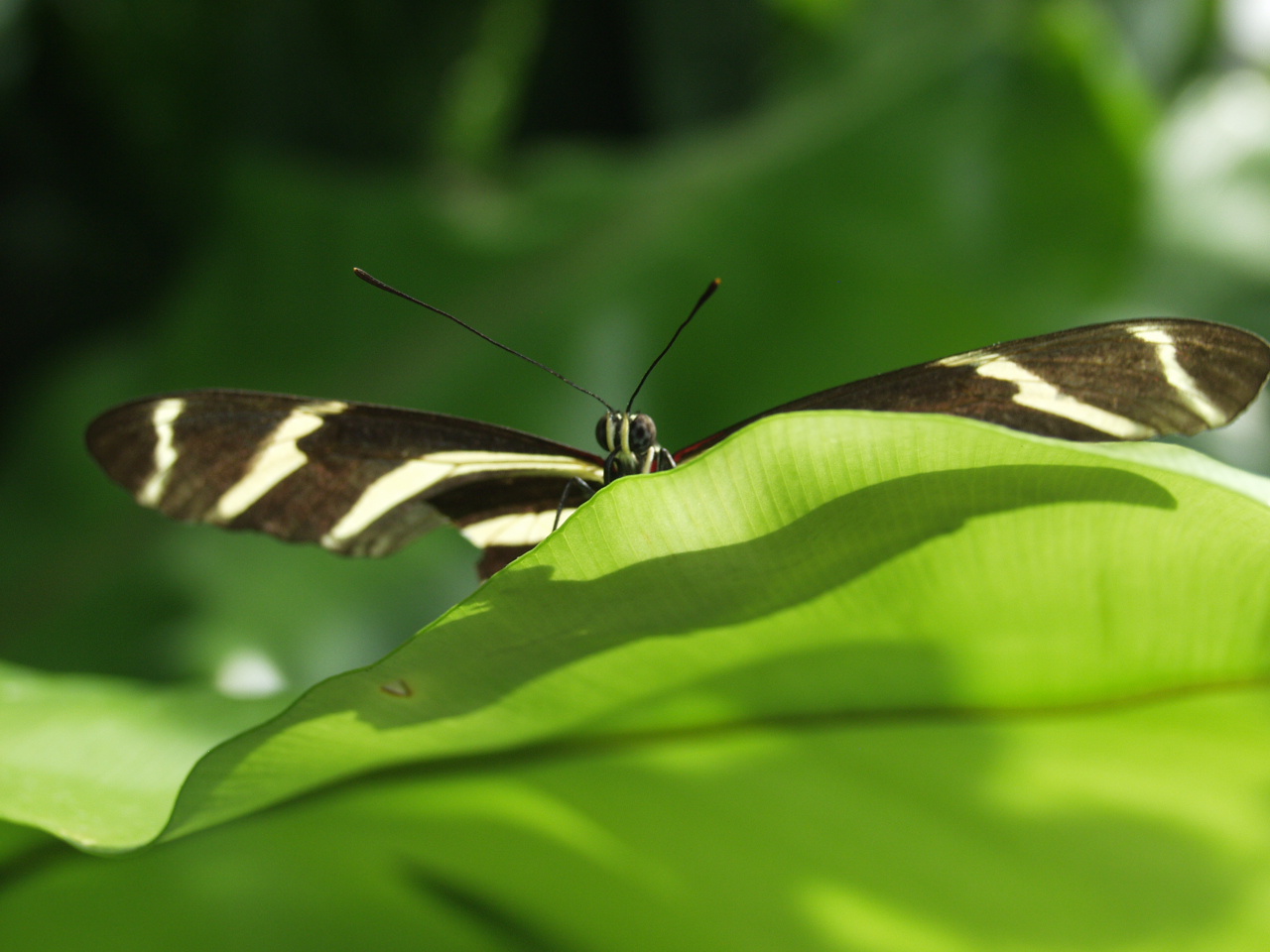 a erfly sitting on top of a green plant