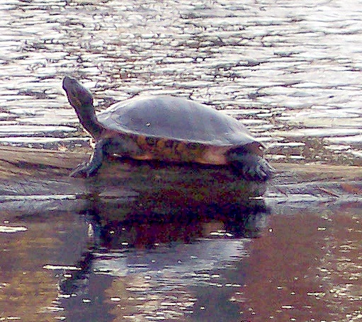 a turtle is on top of a piece of grass in the water