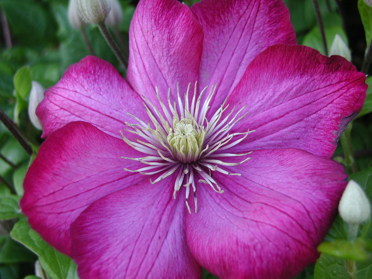 a close up of a large pink flower