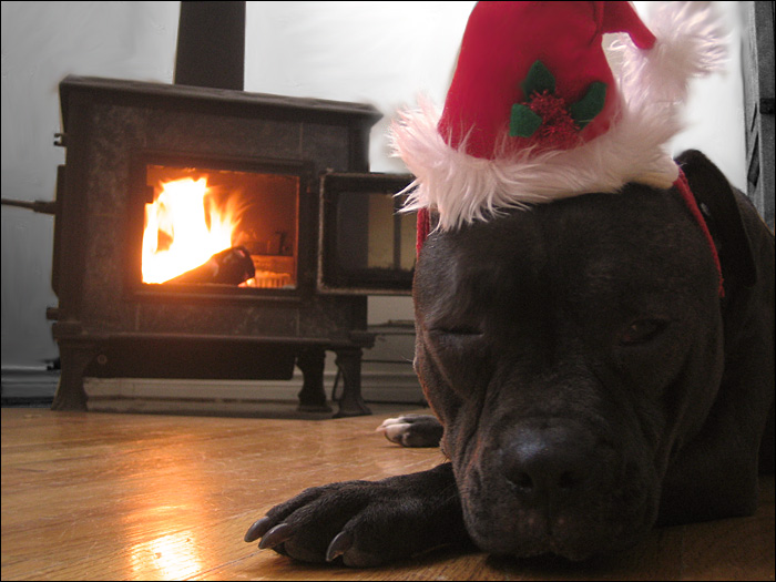 a black dog is laying down in front of a burning stove