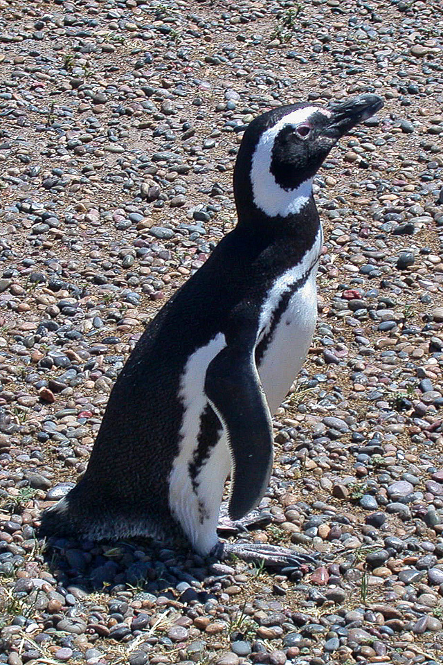 a penguin is looking in to the sky, outside