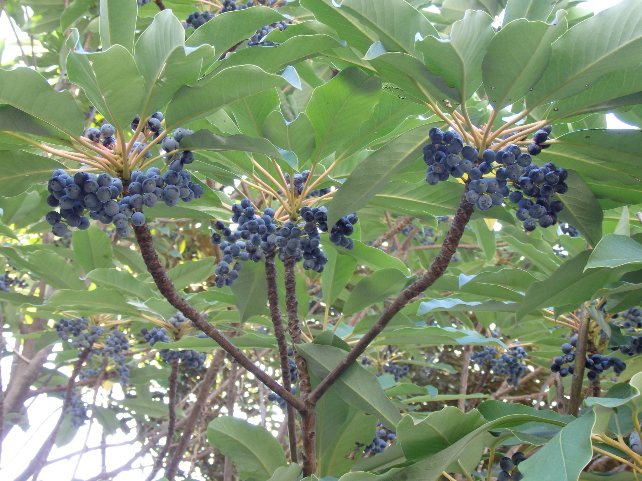 fruits growing on a tree nch that has blue berries on it