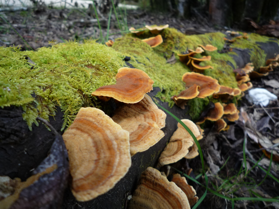 a group of mushrooms on the ground in a forest