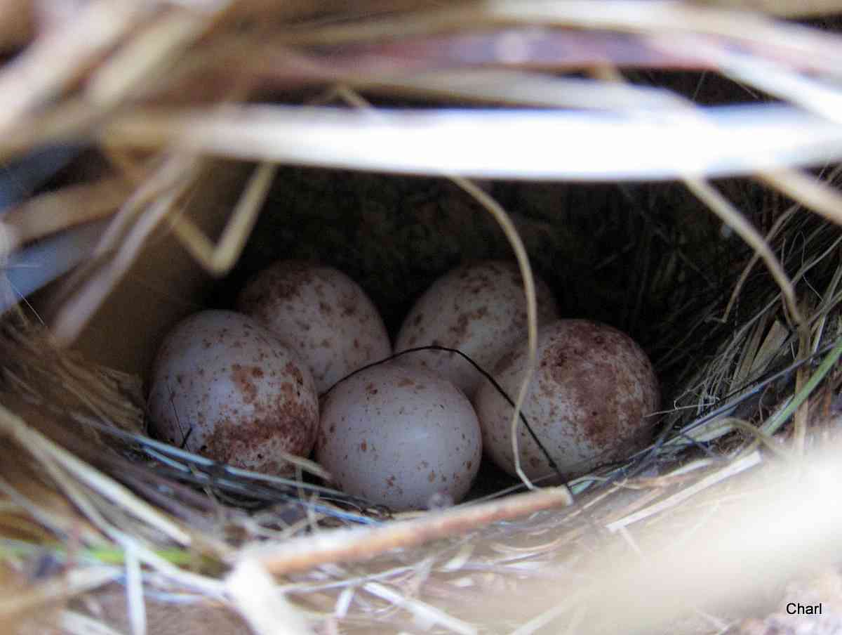 four eggs in a bird's nest on the ground