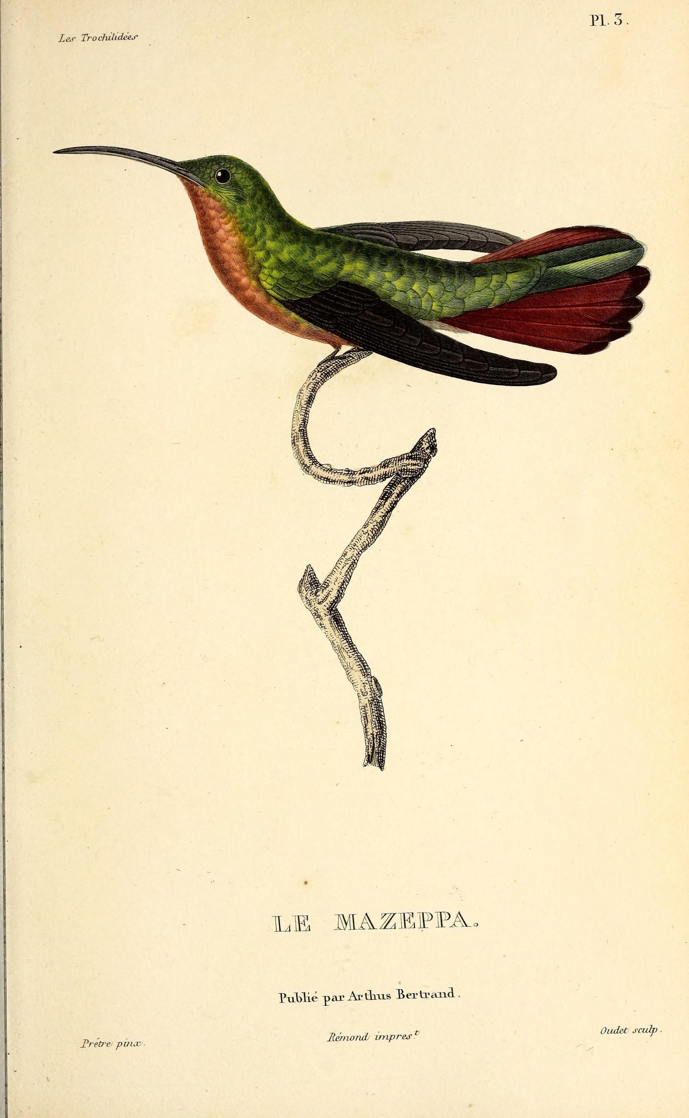 a bird with long, red and green wings flying across the air