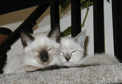 two white cats laying on top of carpeted stairs