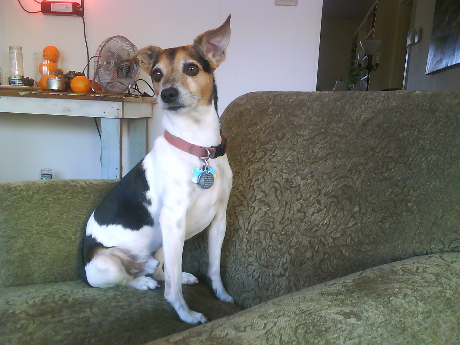 dog sitting on couch with its head up