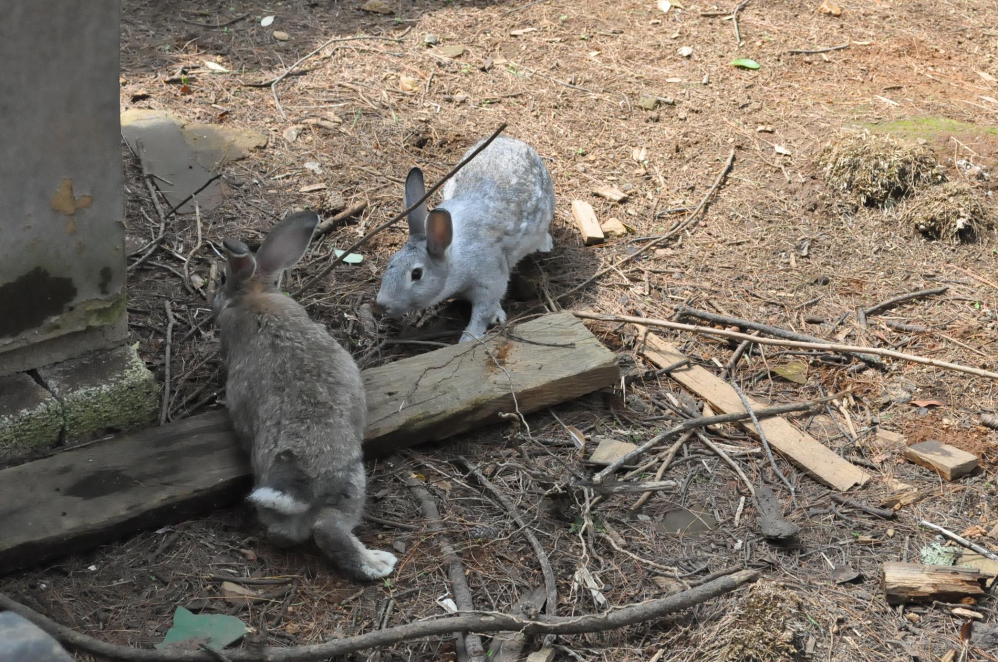 an image of a rabbit going through the hole in a fence