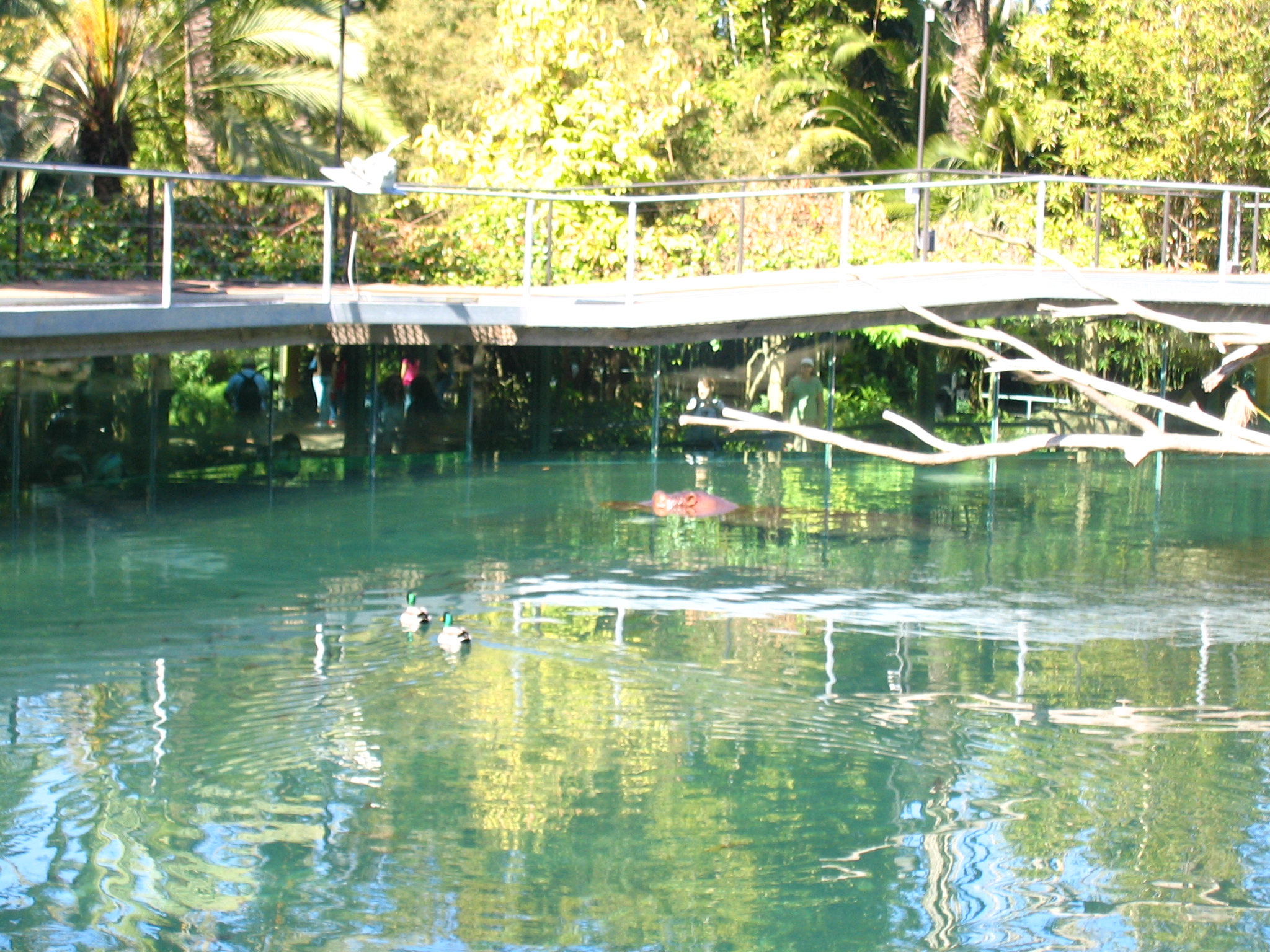 the birds are floating in the water at the zoo