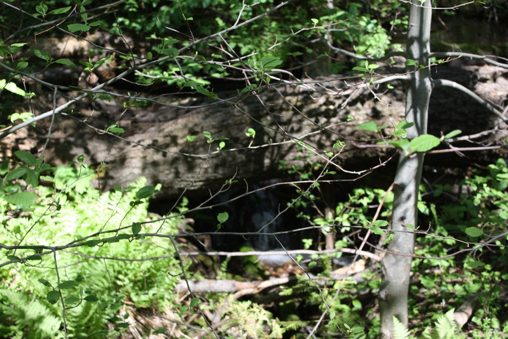 trees, bushes and rocks are seen in the background