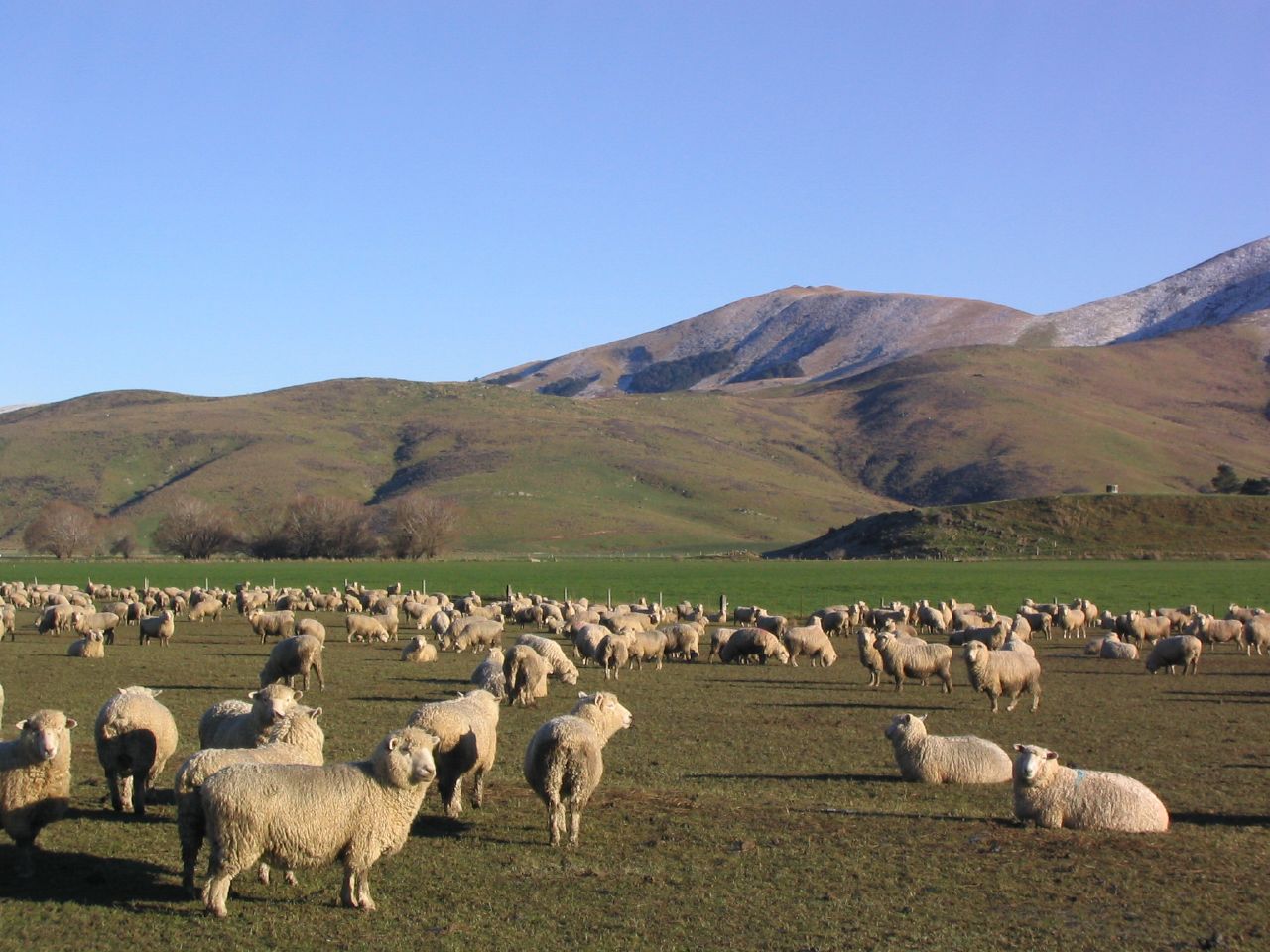 there is a lot of sheep that are eating grass