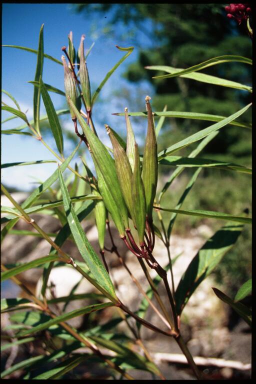 the top nches of some green trees, with one of them being wilted