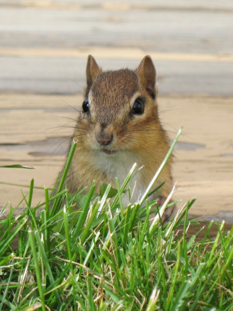 a chipper looks up in the grass at a camera