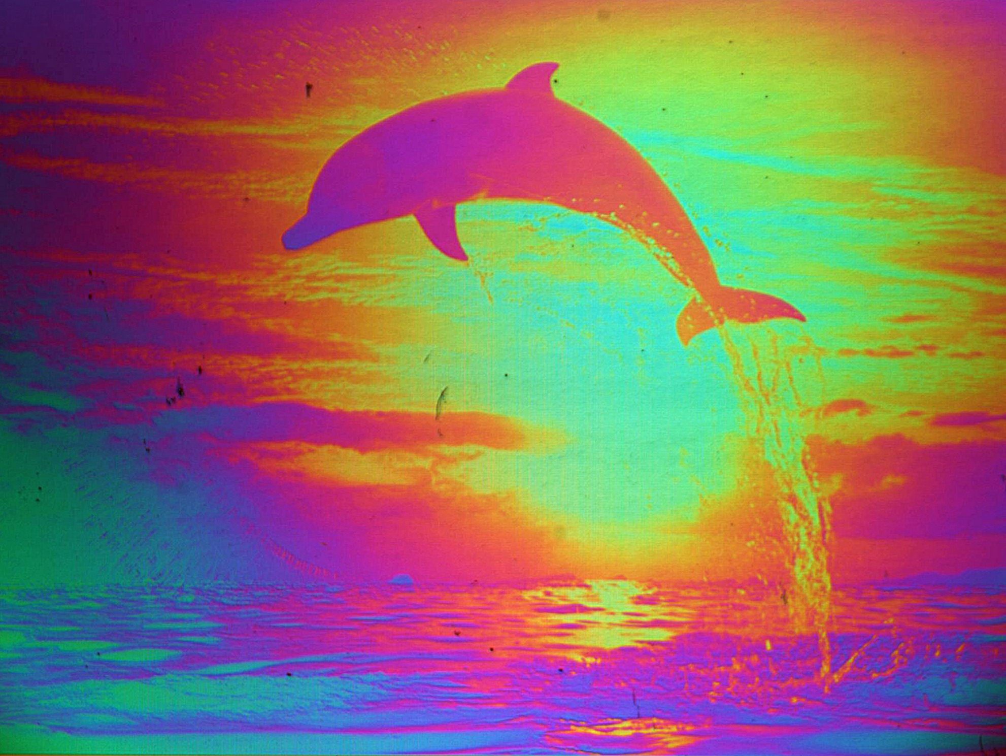 a multicolored po shows a dolphin jumping in the water