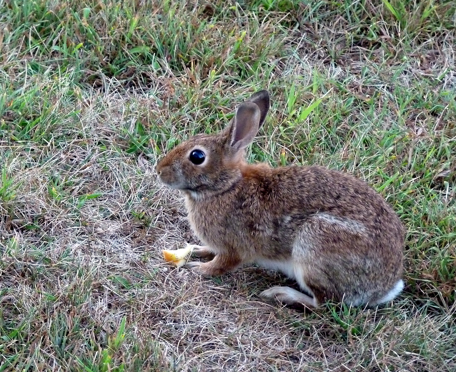 a small bunny sitting in the grass next to a carrot