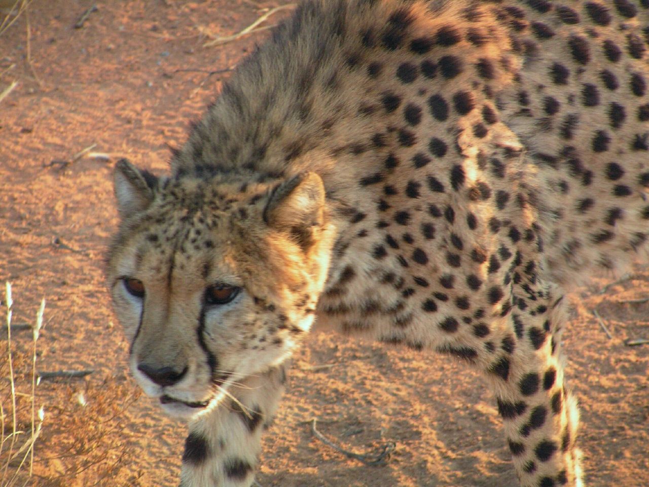 the large adult cheetah walks across the open field