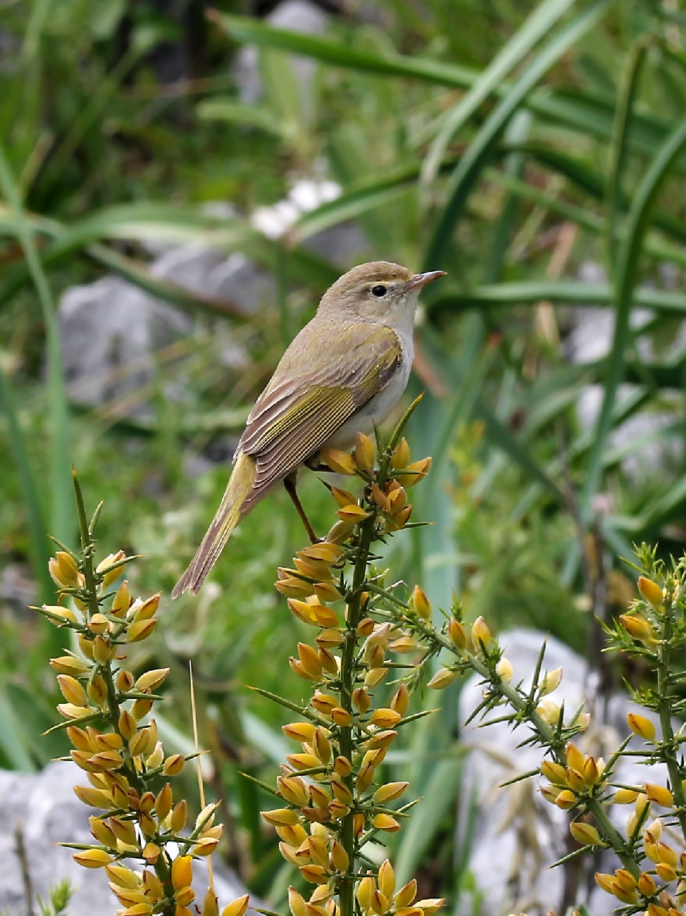 a bird sitting on a small yellow flower